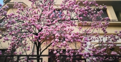 Curiozități și superstiții despre magnolii - florile feminității