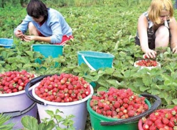 Criza financiară din afară se vede și-n construcțiile din România ale “căpșunarilor”