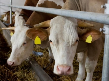 Condiții de îndeplinit pentru crescătorii de vaci dacă vor să primească ajutorul de la stat