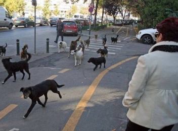 Străinii care locuiesc în București comentează, în presa internațională, subiectul câinilor fără stăpân
