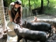 Românii nu vor mai putea să crească porci în propria gospodărie
