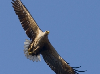Vulturul codalb (Haliaetus albicilla)