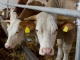 Condiții de îndeplinit pentru crescătorii de vaci dacă vor să primească ajutorul de la stat