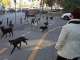 Străinii care locuiesc în București comentează, în presa internațională, subiectul câinilor fără stăpân