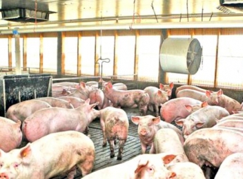 Carnea de porc, tot mai scumpă! Prețuri cu până la 15% mai mari 