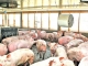 Carnea de porc, tot mai scumpă! Prețuri cu până la 15% mai mari 