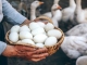 Ouăle de gâscă: Calorii, beneficii și valori nutriționale