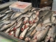 INEDIT: Peștele din apele românești va fi vândut la Bursă