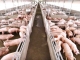 România, lipsită de credibilitate în ceea ce privește capacitatea de a menține sub control pesta porcină