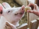 Reguli noi pentru creșterea porcilor: Nu mai pot fi hrăniți cu resturi alimentare, iar la ei se intră cu încălțăminte dezinfectată