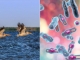 Bacteria Clostridium a fost descoperită în fluviul Dunărea. Sfatul autorităților