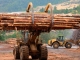 Romsilva: Licitațiile pentru lemn, doar printr-o platformă online