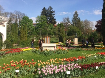 Grădina Botanică din Cluj a devenit raiul lalelelor