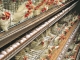 Se verifică transporturile de ouă și carne de pasăre care intră în țară, din cauza focarelor de gripă aviară din Ungaria