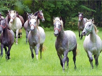 Herghelia de cai de la Sâmbăta de Jos, cea mai mare herghelie de lipițani din lume
