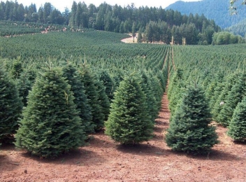 Circa 31.000 de pomi de Crăciun vor fi scoși la vânzare de Romsilva. Prețurile pornesc de la 15 lei