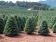 Circa 31.000 de pomi de Crăciun vor fi scoși la vânzare de Romsilva. Prețurile pornesc de la 15 lei