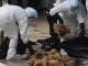 Focar de gripă aviară descoperit la fermele de curcani din Polonia