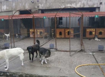 Primăria Târgu Jiu vrea să reducă cheltuielile cu adăpostul pentru câini din municipiu