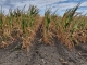 Peste 400.000 de hectare sunt afectate de secetă