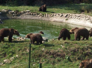 Rezervația de urși de la Zărnești s-a deschis publicului