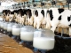 Se vor lua măsuri ca producătorii locali de lapte să fie mai prezenți în lanțurile comerciale