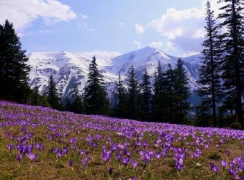 Locuri din România renumite pentru florile rare