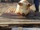 ANSVSA: Controale șoc peste tot unde se comercializează carne de porc