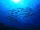 DSVSA: Probele de apă și de pește din Marea Neagră sunt în limite normale