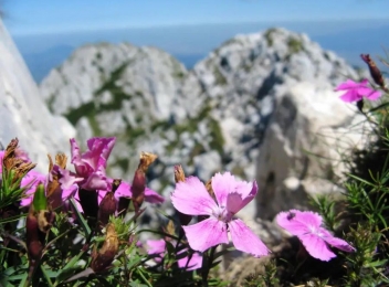 Garofița, o floare care crește doar într-un singur loc de pe planetă: Munții Piatra Craiului