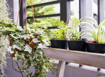 Plante pe care ar trebui să le ai în casă dacă ai probleme cu respirația